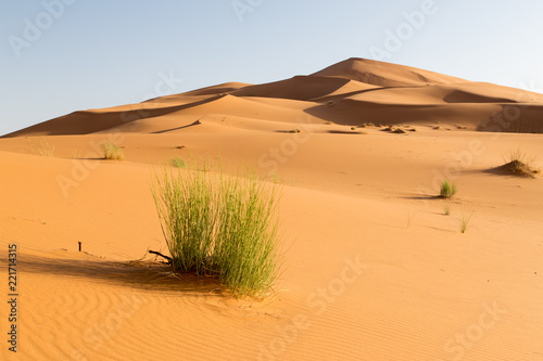 Grass in the deserta photo