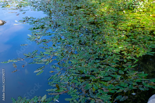 Fototapeta Naklejka Na Ścianę i Meble -  Water lilies leaves floating on pond