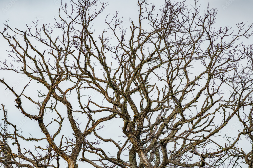 Died tree branches against white sky, high section Died tree branches against white sky, high section