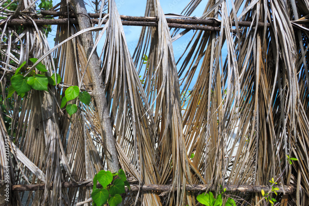 Obraz premium Dry palm leaves on turquoise seaside