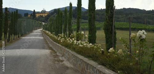 Mit Zypressen umsäumter Weg im Chianti photo