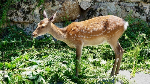 Reh  Ricke  Hirschkuh im Wald