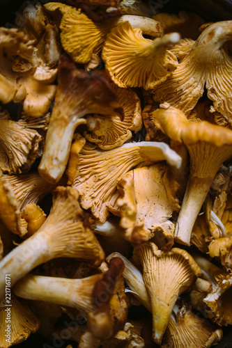 chanterelles mushrooms background
