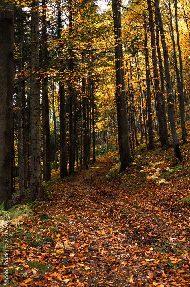 Inside the forest