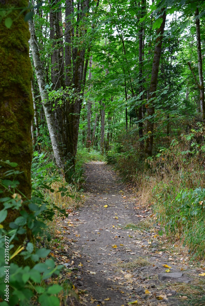 autumn hike in forest autumn hike in forest