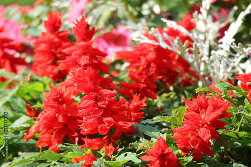 Fototapeta Naklejka Na Ścianę i Meble -  Beautiful red castilleja flowers closeup
