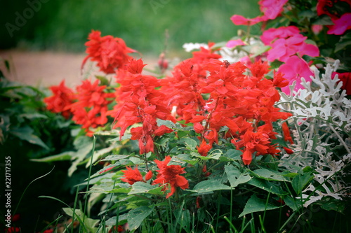 Beautiful red castilleja flowers closeup