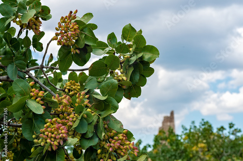 View of a pistachio bunch on tree and ancient ruined tower in the distance