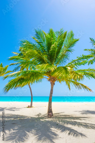 Fototapeta Naklejka Na Ścianę i Meble -  Alone palm trees at the sea shore