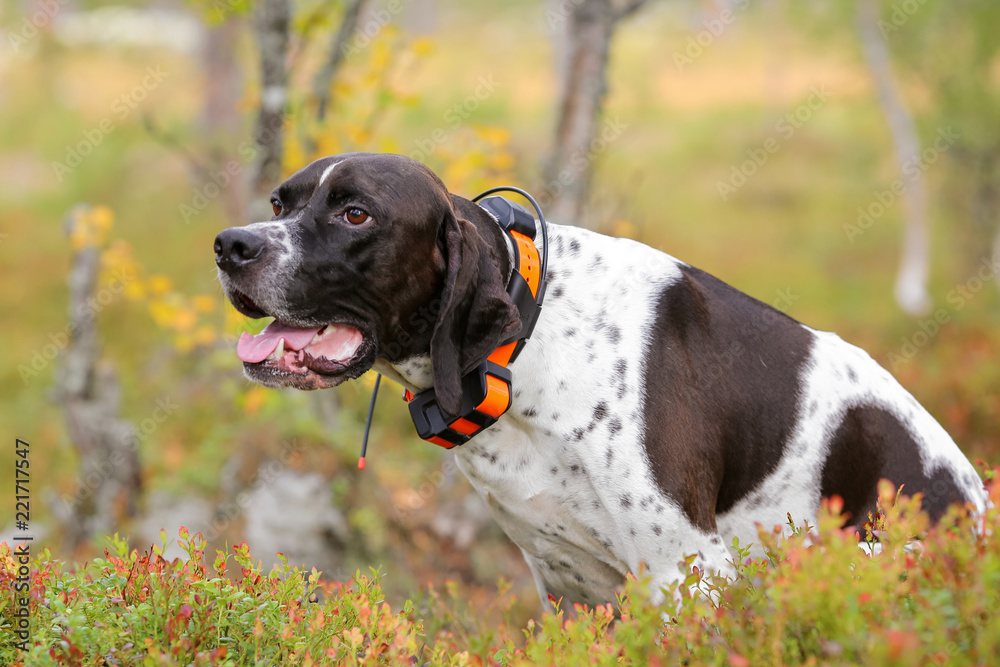 Dog english pointer with gps-tracker Dog english pointer with gps-tracker