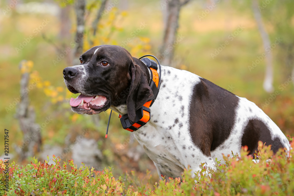 Dog english pointer with gps-tracker 