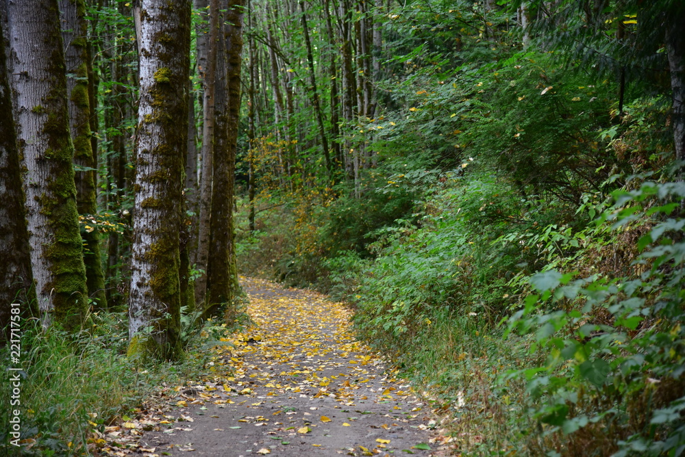 Fototapeta premium forest path
