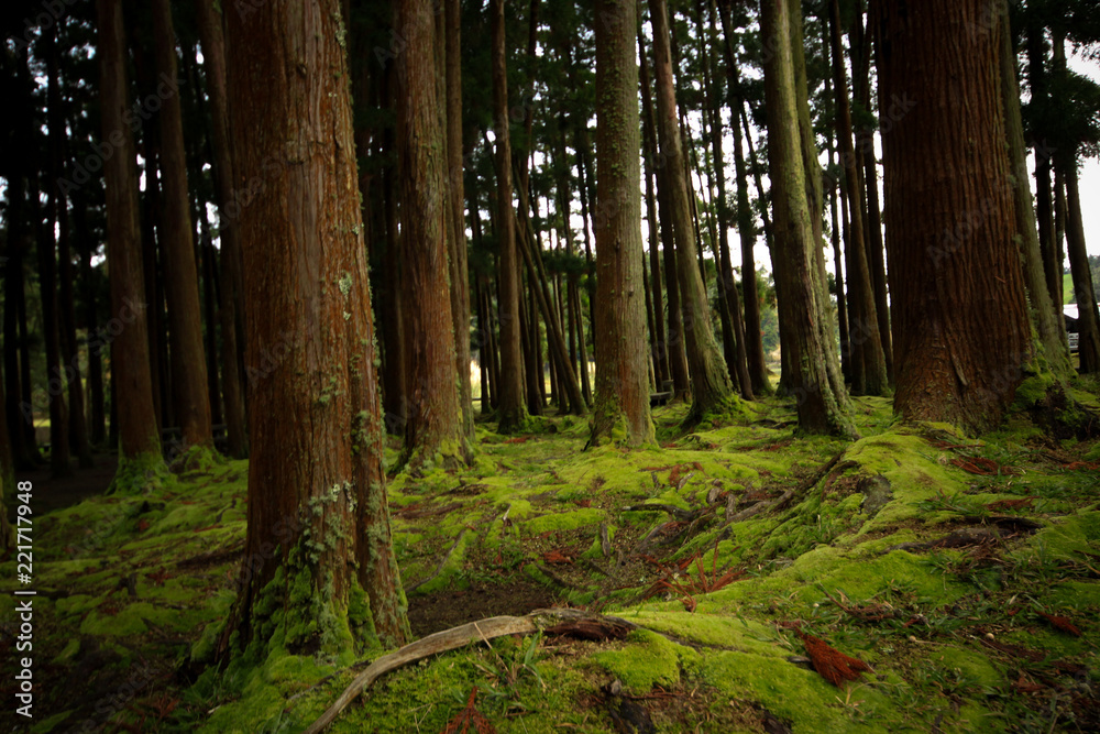 Obraz premium Old trees in a forest with the floor covered with moss. Azores islands. Portugal