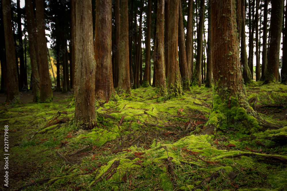 Naklejka premium Stare drzewa w lesie z podłogą pokrytą mchem. Wyspy Azorów. Portugalia