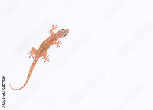 Tokay gecko, Gekko on white ceiling
