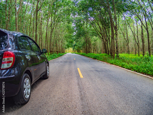 Beautiful road through the trees  © thexfilephoto