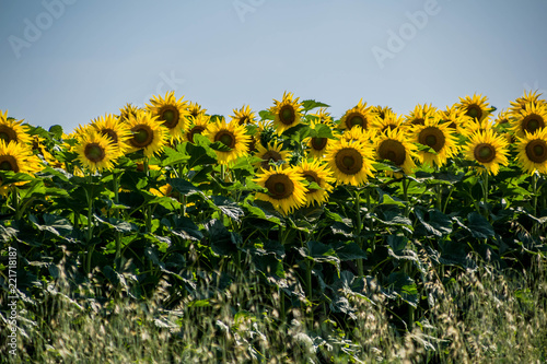 Fototapeta Naklejka Na Ścianę i Meble -  Tournesols.