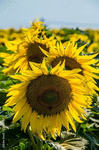 Fototapeta Naklejka Na Ścianę i Meble -  Tournesols.