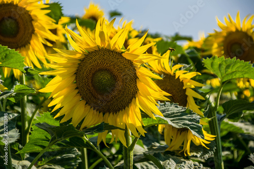 Fototapeta Naklejka Na Ścianę i Meble -  Tournesols.