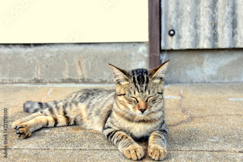 相島の笑顔の野良猫