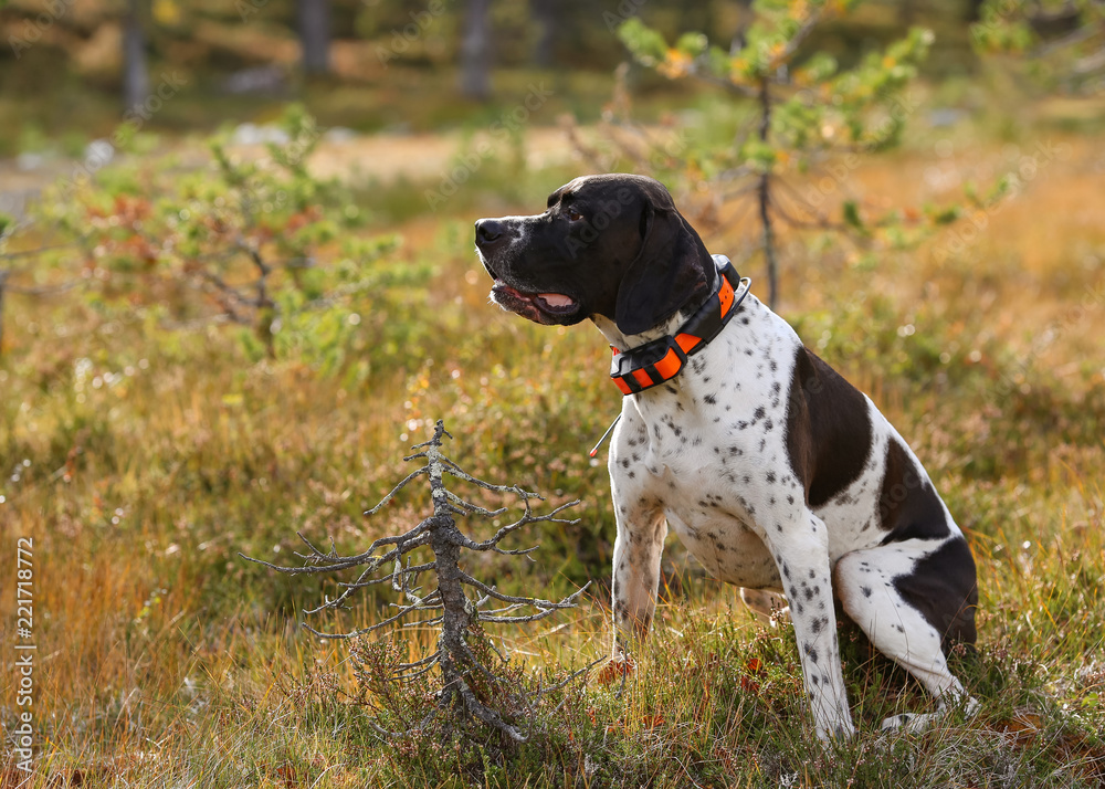 Dog english pointer with gps-tracker 