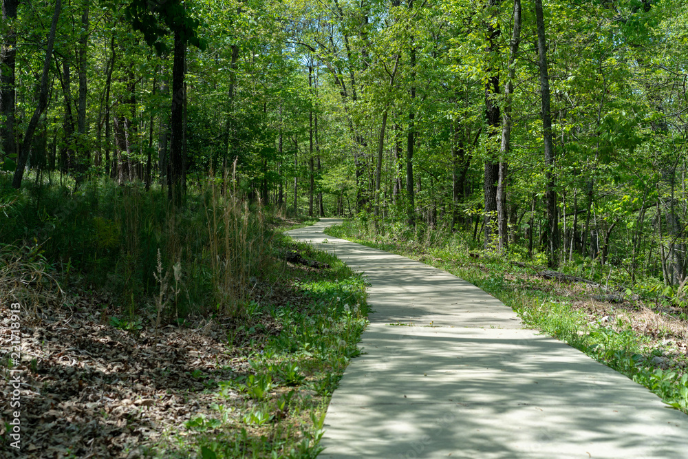 Fototapeta premium Forest Trail Path National Park