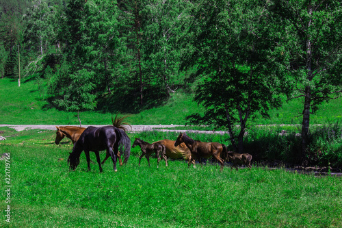 a herd of horses on a green field, meadow, pasture