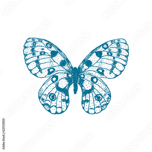 Vector hand drawn blue butterfly on white background. Parnassius apollo butterfly