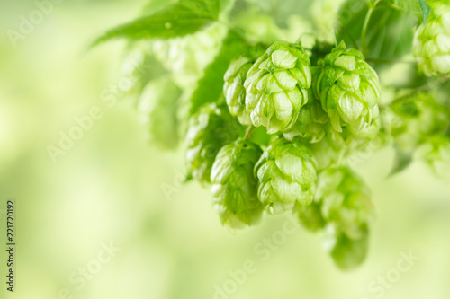 Branches of hops on blur green background, farm, beer ingredients, copy space