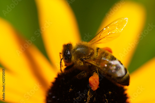 bee on a flower