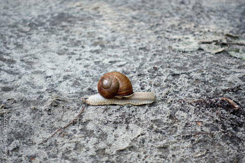 The snail in the sink crawls on the ground.