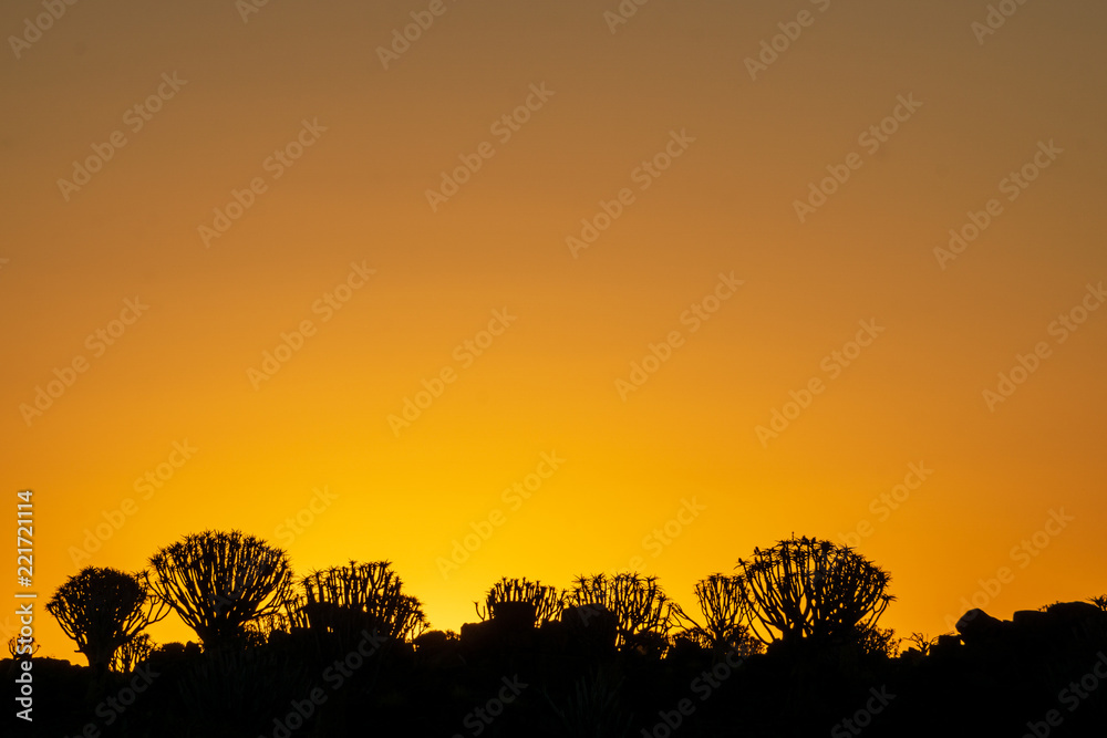 sunset tree africa warm silouette sunset tree africa warm silouette