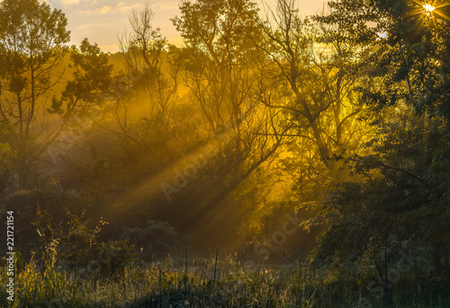 Fog in the forest glade. Spring dawn. After a rainy night at dawn  the fog. South of Russia.