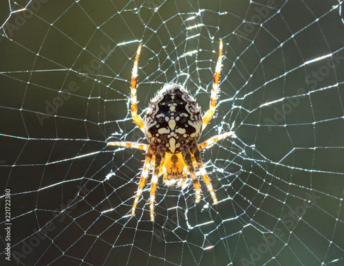 Fototapeta The spider on a cobweb.