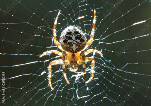 Obraz na płótnie The spider on a cobweb.