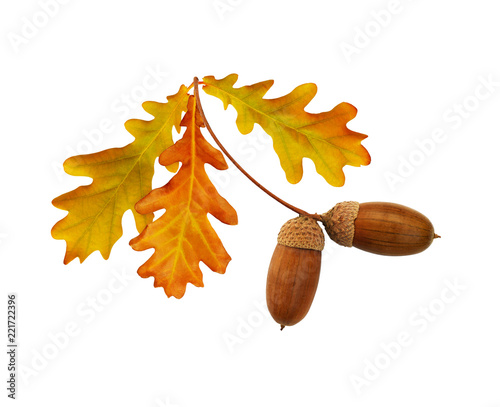 Autumn yellow and brown oak acorns and leaves