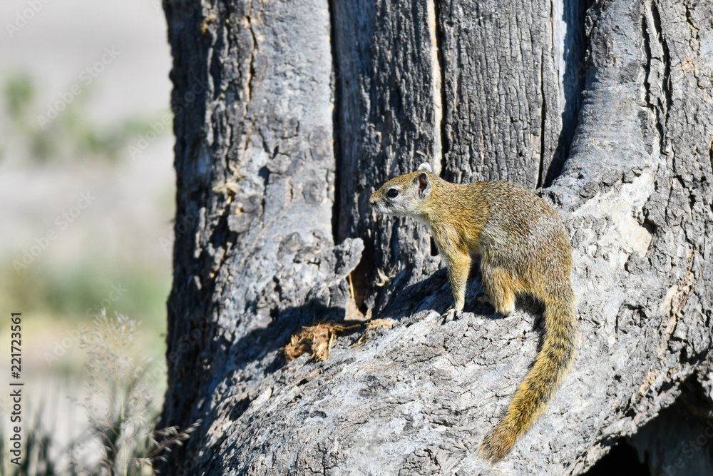 Obraz premium Eichhörnchen / Squirrel in Botswana