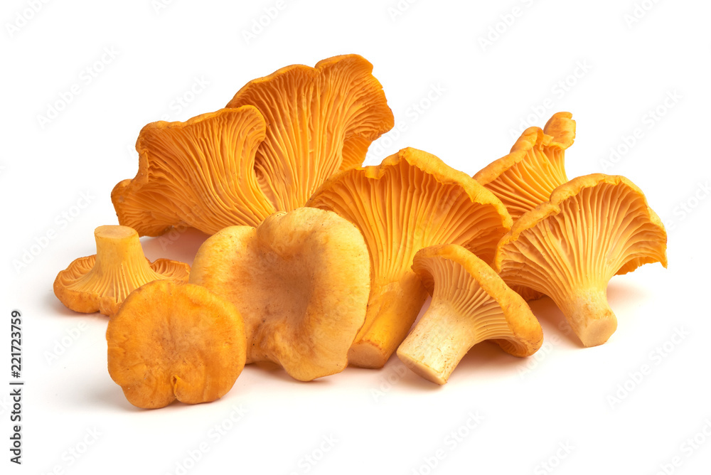 Raw fresh chanterelles mushrooms, isolated on white background Raw fresh chanterelles mushrooms, isolated on white background