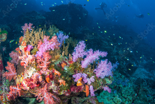 Colourful soft corals in South Andaman, Southern of Thailand
