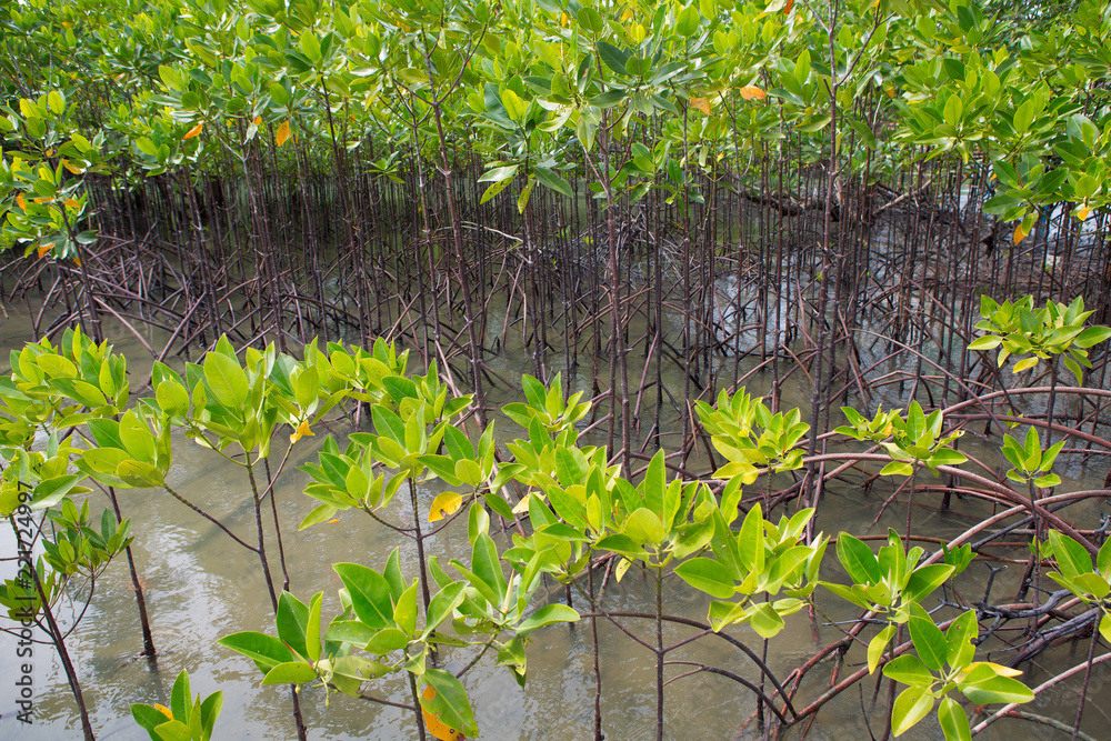 Mangrove forest in tropical coastal. Mangroves are salt tolerant trees and are adapted to life