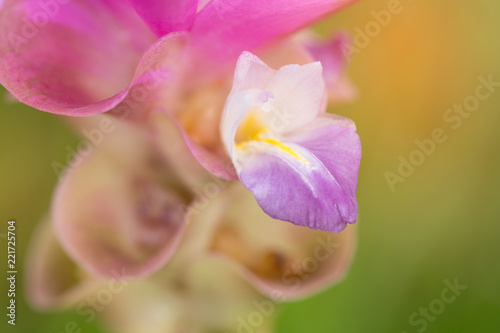 Beautiful wild siam tulips blooming in the jungle at Sai Thong National Park, Chaiyaphum, Thailand photo