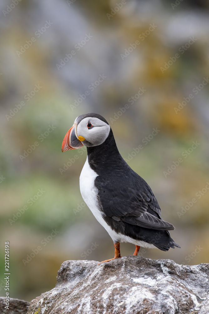 Fototapeta premium Atlantic Puffin (Fratercula arctica), standing on the cliff at Isle of May