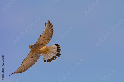Male Lesser kestrel (Falco naumanni)in  flight over blue skies in the background