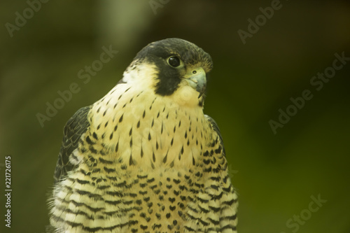 falcon
