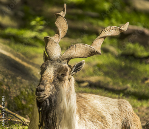 portrait of a goat