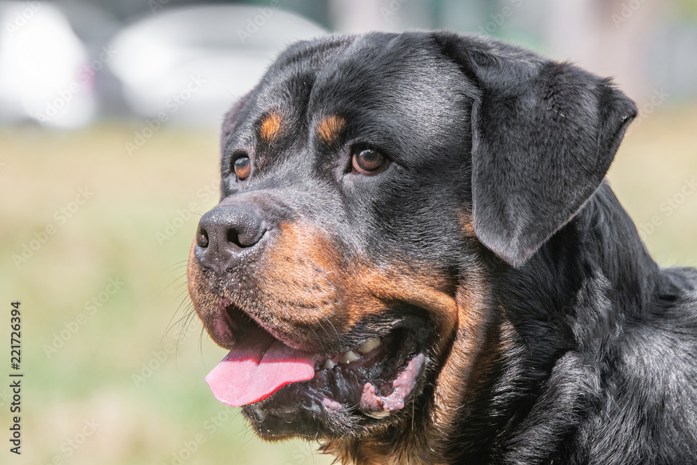 Head shot of Rottweiler . Selective focus on the dog Head shot of Rottweiler . Selective focus on the dog