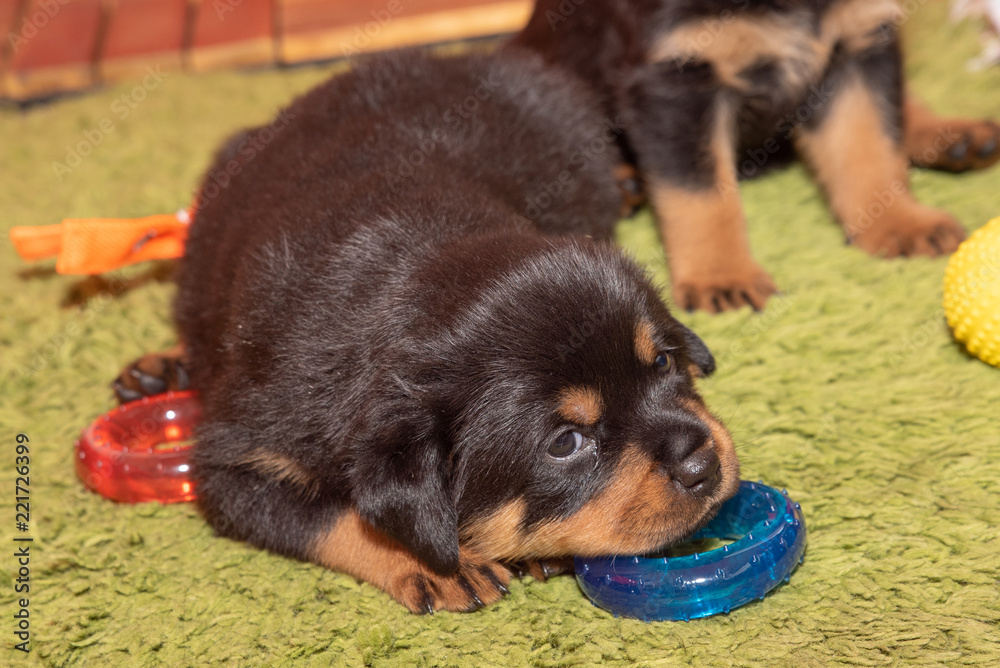 Purebred Rottweiler puppy, posing, one months old. Purebred Rottweiler puppy, posing, one months old.