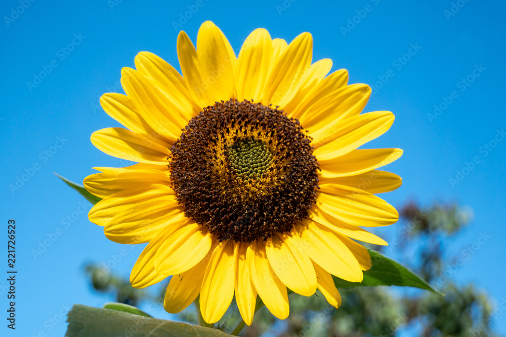 Sonnenblume Sonnenblume