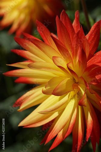 closeup of orange flower