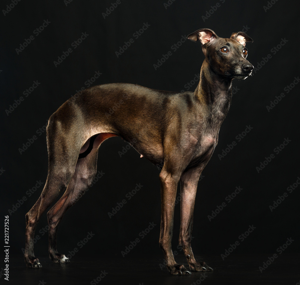 Italian greyhound Dog  Isolated  on Black Background in studio